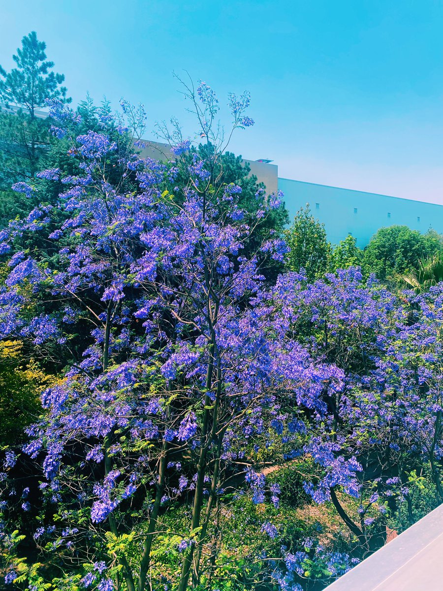 reckllless's tweet image. mexico is always a dream