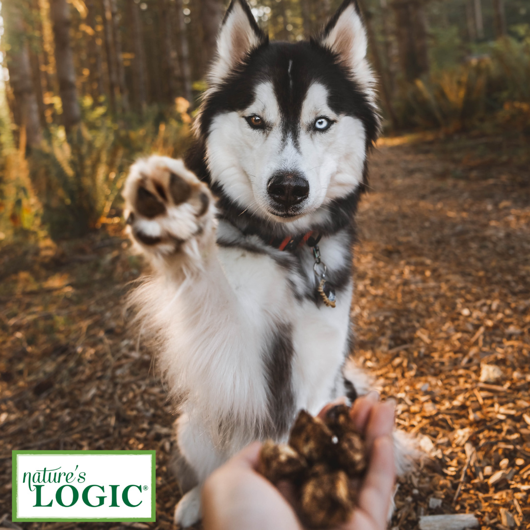 NaturesLogic's tweet photo. @enzoroams wants you to know about our #beeflung #treats. They are made from only all natural, Midwest beef sources and are great for dogs and cats.  Read more about this delicious snack. https://t.co/pOER8J3zSV #madeintheUSA https://t.co/aPipr1HxC4