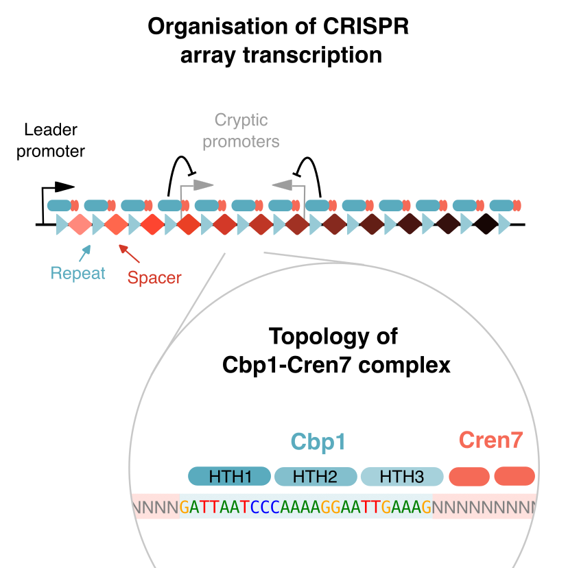 FBlombach's tweet photo. Our in-depth study of the CRISPR array-specific chromatin protein Cbp1 is now on biorxiv. We show that Cbp1 recruits the chromatin protein Cren7 to CRISPR spacers favouring transcription from the leader promoter over spacer-internal cryptic promoters...

https://t.co/9h8XnZPDp6 https://t.co/SKcO5nh4KG