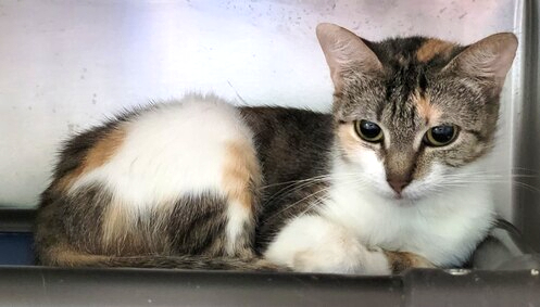 NYCDEATHROWCATS's tweet photo. ADOPTED BUT NOW IS LOST ------ PLEASE SHARE AND KEEP AN EYE OUT IF YOU LIVE IN THAT AREA
***ADOPTED 3/24/23*** WAS LOST ON THE SAME DAY ACCORDING TO LOST FLIER https://t.co/b61QRZhGs9 https://t.co/mup2KSqY1C