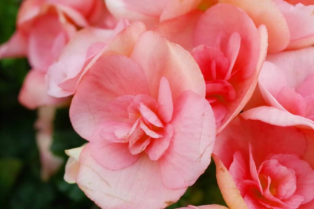masaha31's tweet photo. 今日の彩り　#花の色　#花の写真　#花の写真館　#花撮り　#花撮り人　#花撮り隊  #花撮り部  #花のある暮らし  #花のある生活  #flowers  #flower  #flowercolors  #flowercolor  #flowerpower  #flowerlovers  #flowermagic  #flowergarden  #東京カメラ部 https://t.co/ji1wM4MUsZ https://t.co/fEI6kMilq8