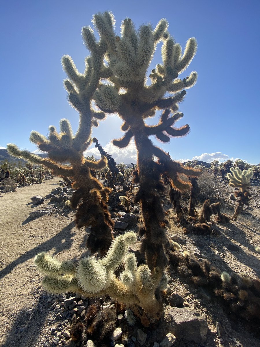 drcertifiable's tweet photo. 🏜️🦂 https://t.co/IHLDaZr4mt