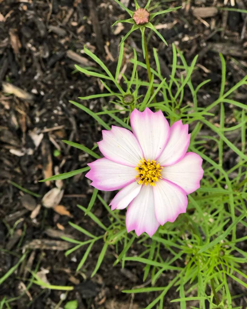 ameltonrealty's tweet photo. The first blooms of the year! I’m ready for my garden to start looking nice! https://t.co/DEdPCUdNYT https://t.co/s834dM2tqr