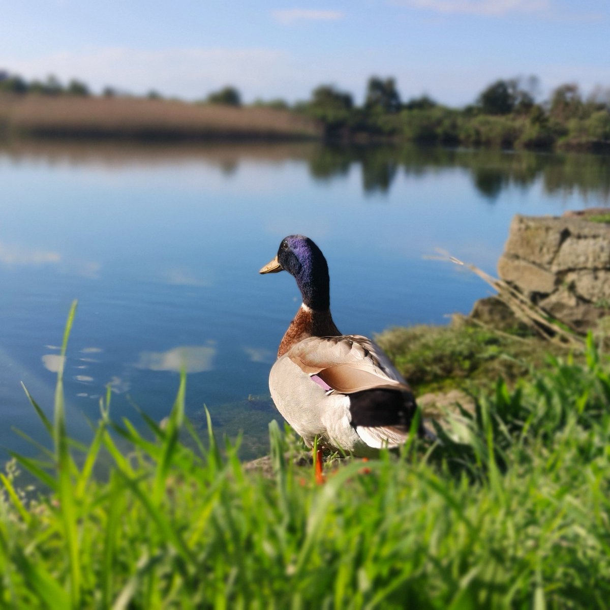 techhalla's tweet photo. 🦆📸 ¿Cuál es la foto real? Os dejo 4 fotos de un pato, una hecha con mi móvil  y las otras tres generadas con Midjourney. ¡Adivina la verdadera!🧐🔍
1️⃣ 🦆
2️⃣ 🦆
3️⃣ 🦆
4️⃣ 🦆
¡Comenta qué opción eliges y en unas horas damos la solución! #RetoPato #FotoReal #midjourney #ChatGPT https://t.co/rJEyPhu8gm