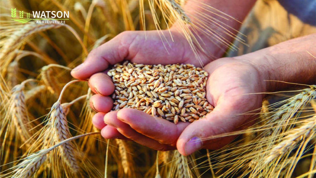 The agriculture industry is constantly advancing, but one thing remains constant is the importance of high-quality #bulkgrains. 

Here are some factors to consider when looking for the right grains for your #farm:

•Quantity 
•Cost 
•Nutritional value