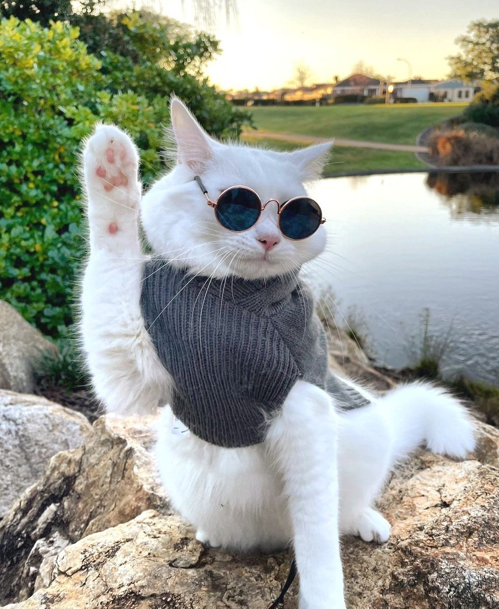 baxtapets's tweet photo. “Put your paws up if you’re the most fashionable feline, and you know it.” ✋ 
#cutecats https://t.co/TZJLJ9kSIw