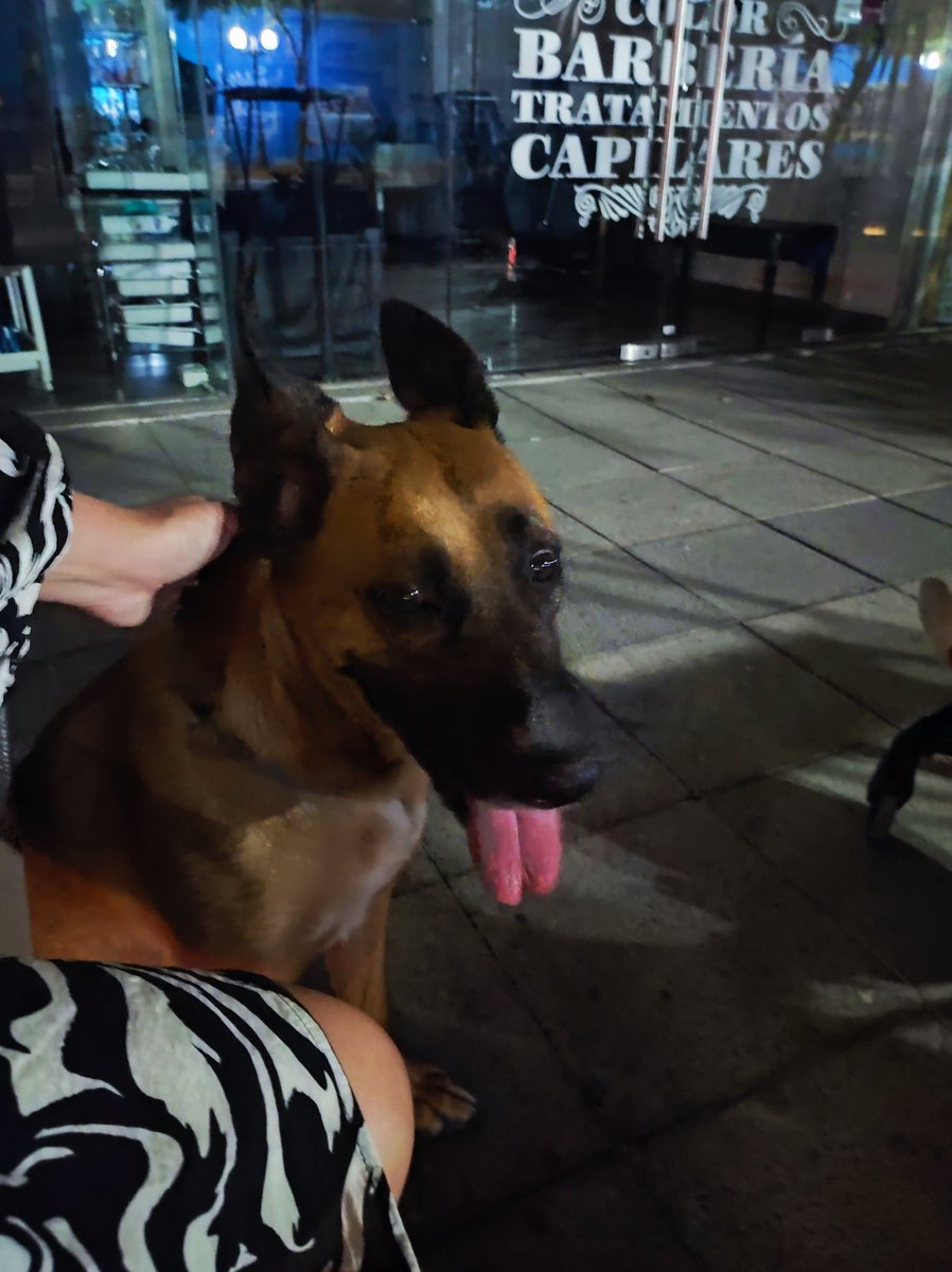 Encontramos está perrita perdida en Eliodoro Yáñez con Llewellyn Jones, en Providencia. Está asustada, obedece órdenes, es café y tiene una correa verde sin chapita.
Por favor ayúdenme a difundir para encontrar a sus dueños.
<a href="/Muni_provi/">Muniprovi</a> <a href="/evelynmatthei/">Evelyn Matthei</a>