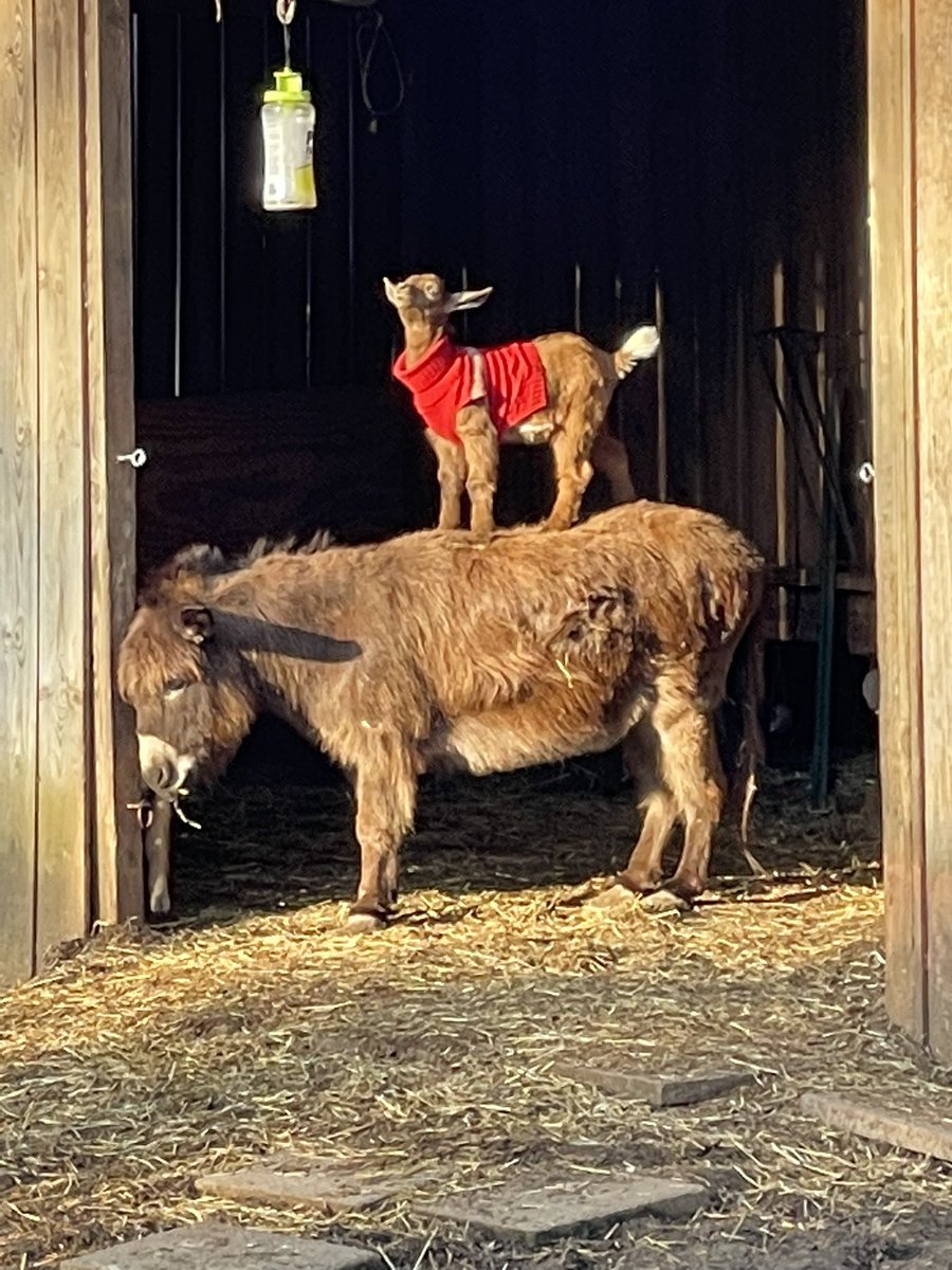 Sweet CLAIRE donkey doesn’t seem to mind when baby goat HOT CHOCOLATE jumps on her back at Winterpast Farm Petting Zoo in Wake Forest NC. Come visit! #winterpastfarm #wakeforestnc #farmanimals #babygoat #donkey #barn #animalfriends #farm #ncagritourism #goat #ncag