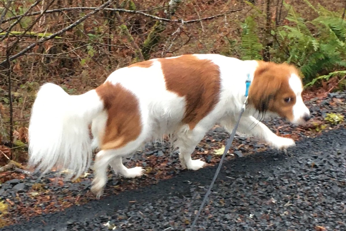 pregnant cryptid sighting 

#kooikerhondje #kooiker