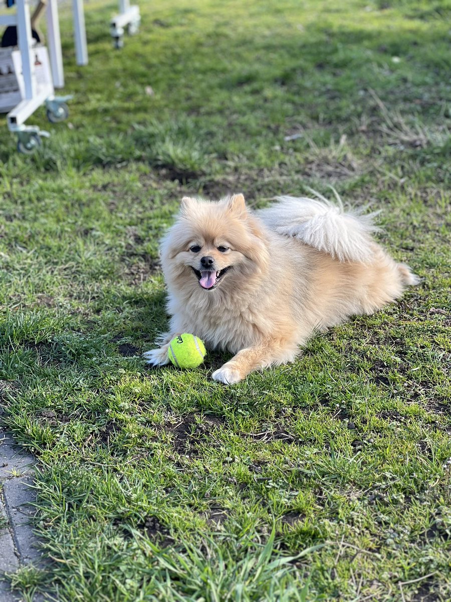 MaxwellBlogs's tweet photo. Day 2 of posting about my Dog Max everyday: 
I just went out side to play with him for the weekend. Took some cute photos of him while playing. https://t.co/VTXXi1CfGs