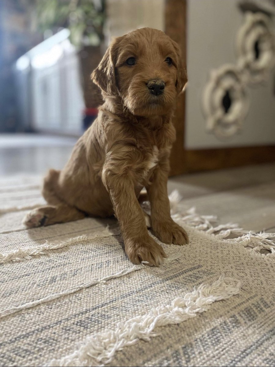 stevenewly's tweet photo. Why do they have to grow up and lose the puppy breath? https://t.co/jzw3gxU96D