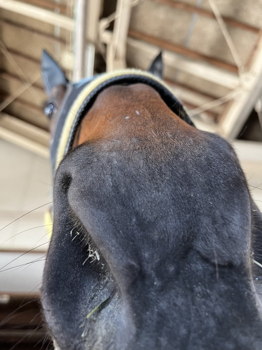 ガビーズメモリー!雨ですが本日水沢競馬のメインレースに出走!
厩務員さんの言うように相手関係が強化なのでどこまで通用するか楽しみ
無理せず頑張れメモリー!
#水沢競馬 #競馬 #馬 #ガビーズメモリー