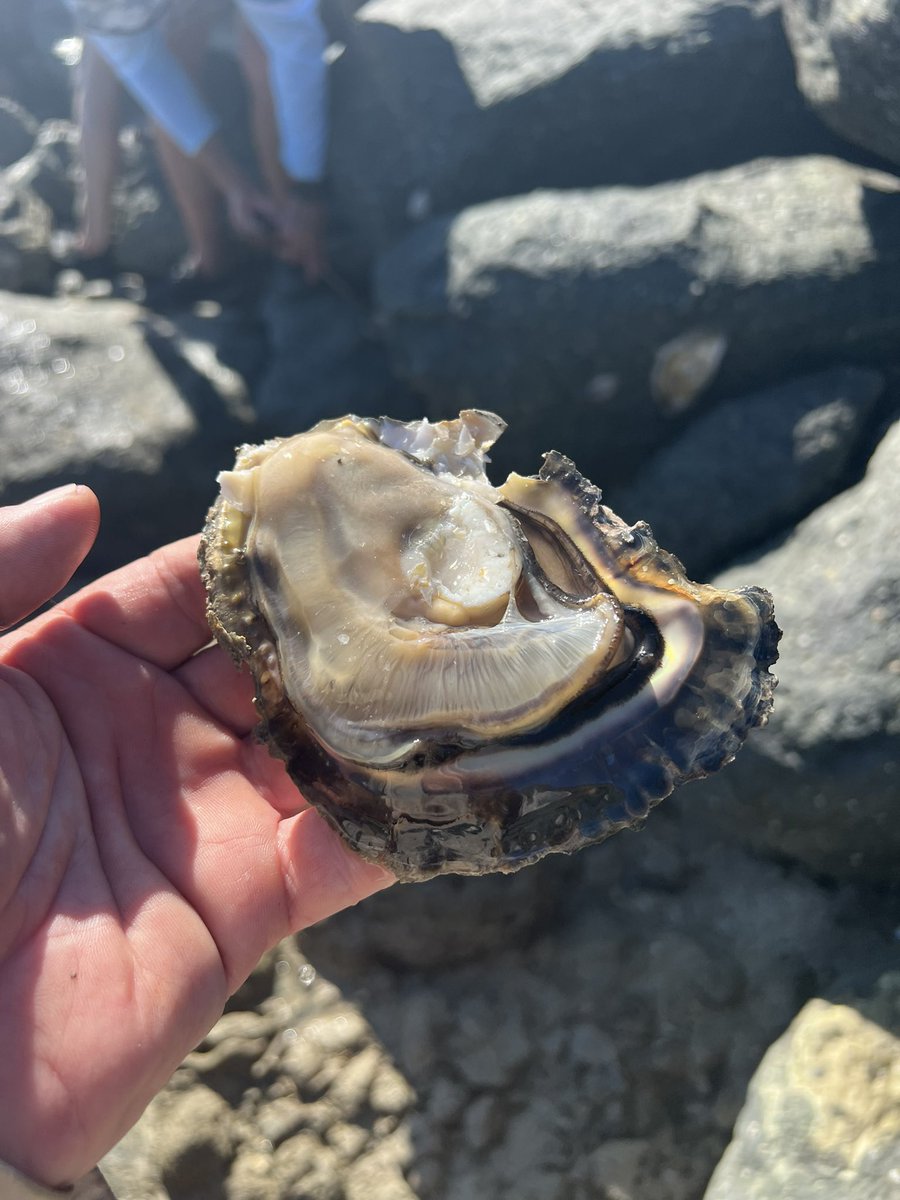 Keeping to the theme of a healthy diet fresh oysters 🦪 off the rocks.  #Kimberleys #Diversitycharters