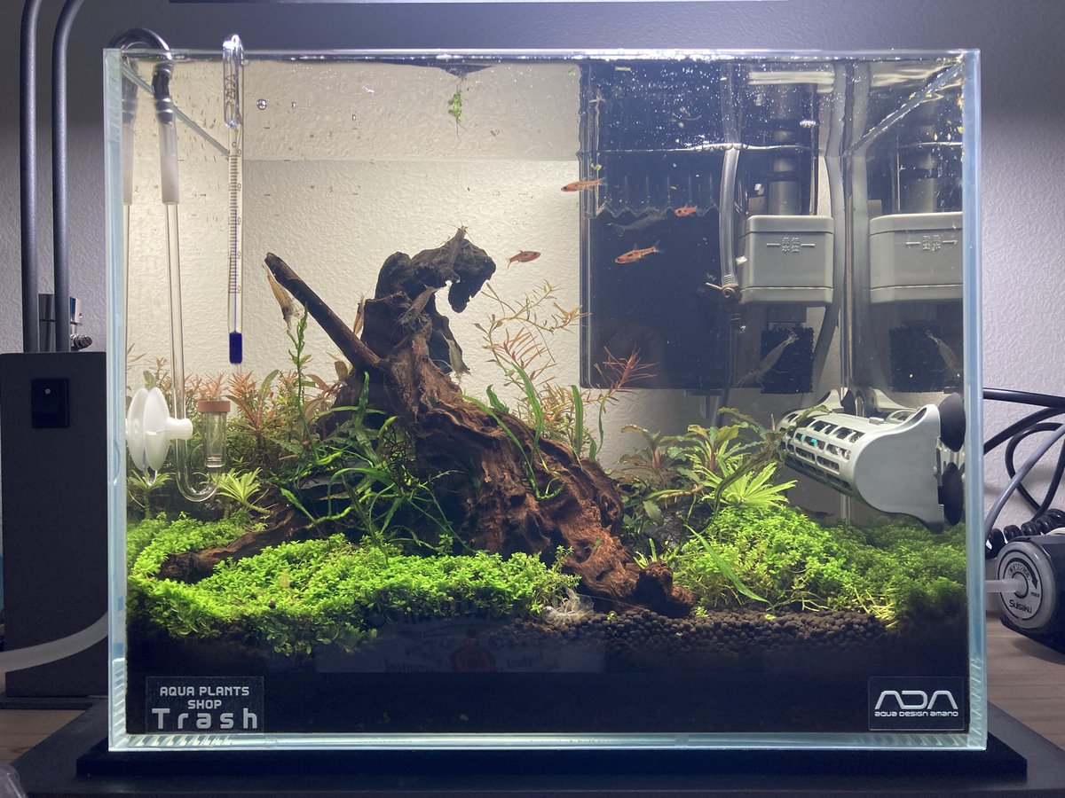 ゆうき/アクアリウムブログやってます🐟🍶 (@yuki_adventuree) / Posts / X