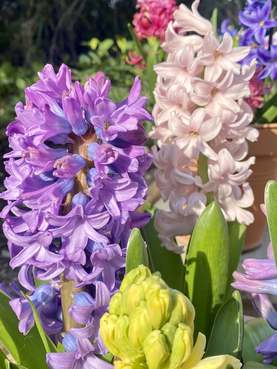 *把花園裡的幾棵風信子剪下來插花瓶，室內香氣濃郁，感到愉快🌹🥰

*小鳥喝水的盤子，現在每天有好多不同品種的小鳥來喝水和洗澡，我可以觀察很久，太可愛了，讓我心花怒放簡直

#garden #jardin #flowers #fleurs #spring #printemps #life #joyful #花園 #春天 #花 #ガーデン #春 #お花  #楽しい