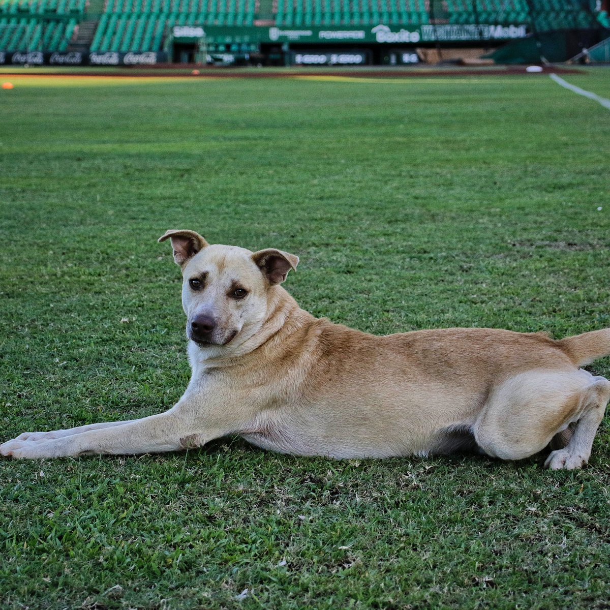 leonesdeyucatan's tweet photo. HOY TUVIMOS VISITA SORPRESA EN LA CUEVA🐶🐕🐾

Los fieles perritos del Parque Kukulcán Alamo se hicieron presentes en el día cinco del Spring Training 2023 🐶

#vívelocomocampeón⭐️ https://t.co/hTZeYxzhce
