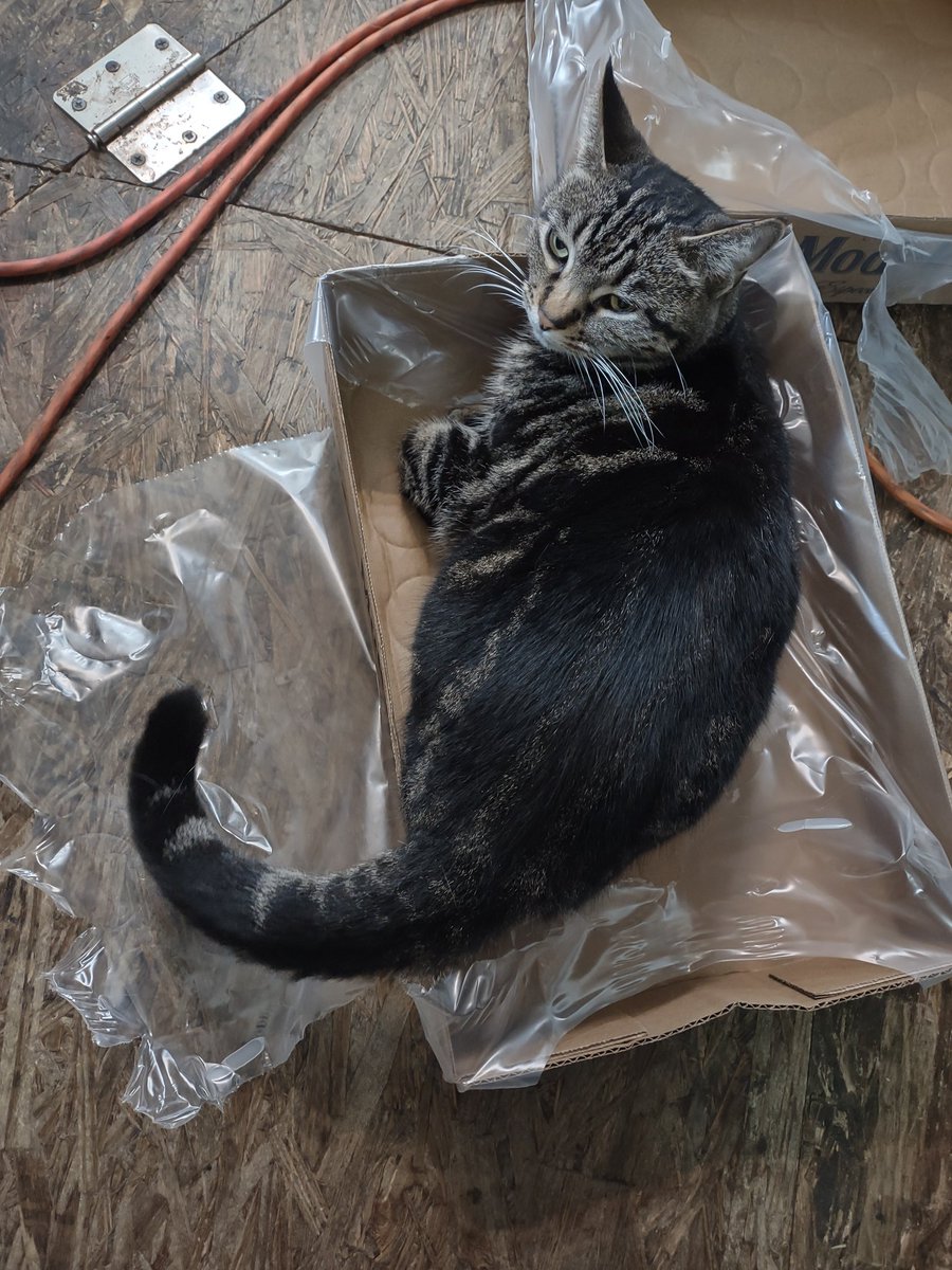 LordBoozeKitty's tweet photo. If you can find yourself a good box, enthrone yourself and command your minions. Happy #Caturday.

#CatsOfTwitter #cats https://t.co/Tgii5CnWr9
