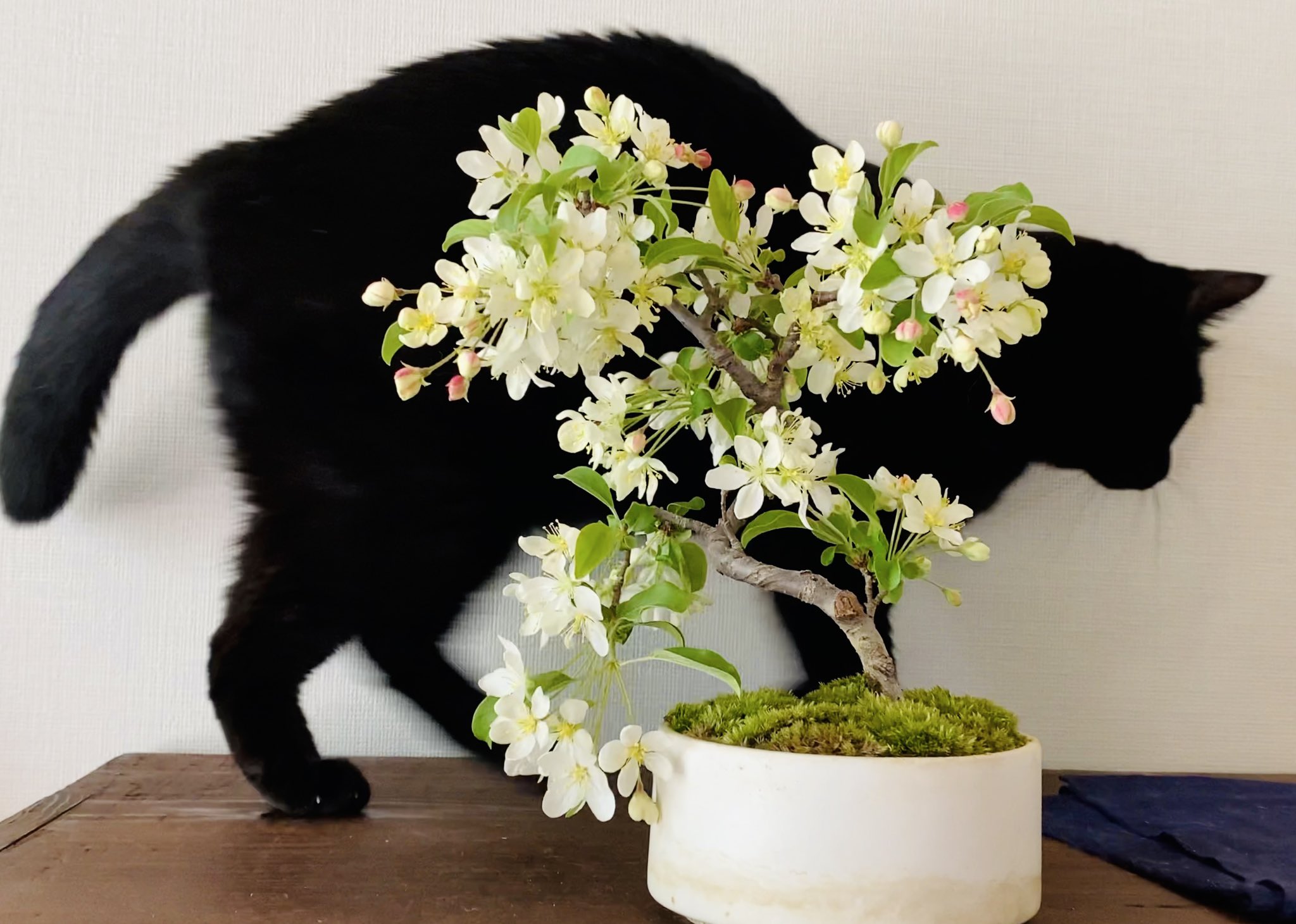 ぎんねこ361 盆栽　盆栽鉢　植木鉢　和鉢 10013435-1-1_2.jpg