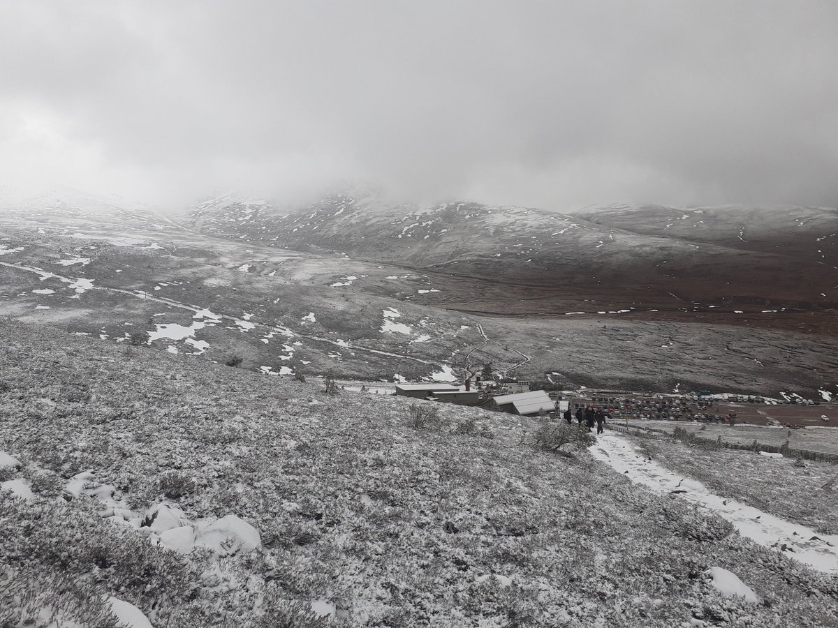 Two of a flock of 17+ Snow buntings yesterday in Cairngorms carpark. It was incredible to see these buntings favouring the building roofs. Photo taken whilst undertaking the #ExeterRewilding fieldtrip in Scotland. @uniexecec @StuBearhop <a href="/ConBiodivMSc/">Conservation and Biodiversity MSc (U of Exeter)</a> @McIntosh_Aimee <a href="/daveinnature/">Dr Dave Hudson</a>