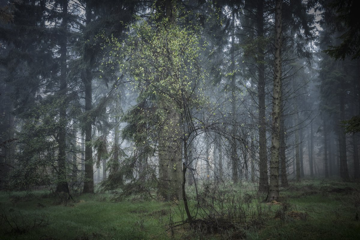 Love the fragility of this young tree against the backdrop of conifers. Taken in Barnes's Grove, Buckinghamshire. #trees #woodland #TreeClub <a href="/ThePhotoHour/">#ThePhotoHour</a> #NaturePhotograhpy