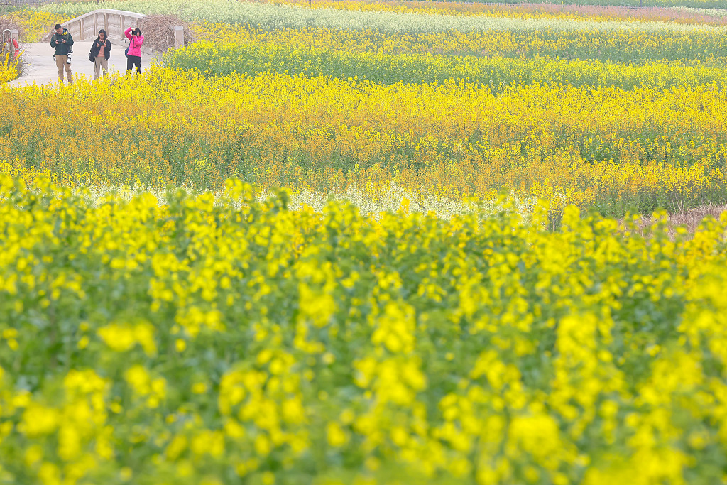 CGTNOfficial's tweet image. Catch a glimpse of the colorful blooming flowers in cities across China. #SpringInChina
