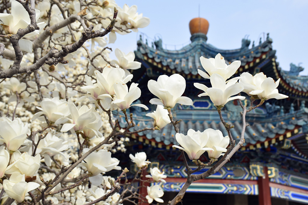 CGTNOfficial's tweet image. Catch a glimpse of the colorful blooming flowers in cities across China. #SpringInChina