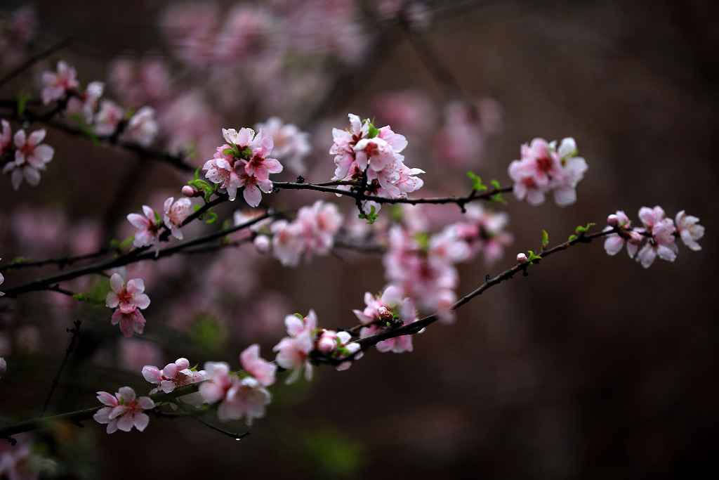 CGTNOfficial's tweet image. Catch a glimpse of the colorful blooming flowers in cities across China. #SpringInChina
