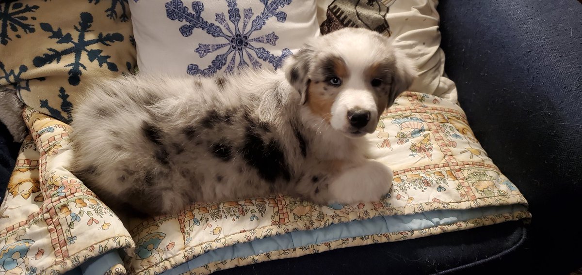 Mom and Dad left this afternoon and came home late tonight. They brought this guy with them. Meet our new little brother,  Macduff. They call him Duffy. Note that he is on one of our favorite blankets in one of our favorite spots on the couch. Drank out of one of our water dishes