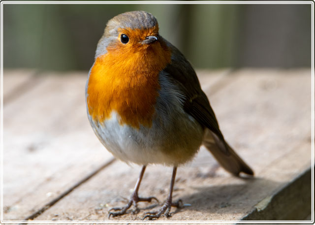 photos_dsmith's tweet photo. A #vibrant #robin stands on a #birdtable hoping to find a #meal. These #bold little #birds are often found in the #garden and #parks and are not afraid of getting close to humans #wildlife #wildlifephotography. For more see https://t.co/VilcfnO0ps or #follow on #socialmedia https://t.co/Hsy24UiV8V