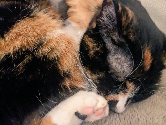 猫と昼寝します 