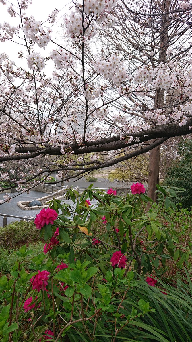 The_Keitoku's tweet photo. 3月最後の日曜日は生憎の雨となりました。青空の下で満開の桜がなかなか見れません。
さて横浜では『花咲くRally』に続いて昨日から、恒例の『Garden Necklace YOKOHAMA2023』が開催されています。共に6月11日までです。
#yokohama #花咲くRally #GardenNecklace #RoseWeek https://t.co/zlU8ikAvKz