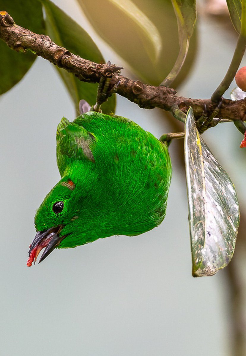 La Tangara esmeralda llega acrobáticamente al spam. Porque de cabeza la comida es más sabrosa 
#spamdepajaritosdepicnic 
#spamsabatino 
#avesdecolombia 
#BirdsSeenIn2023