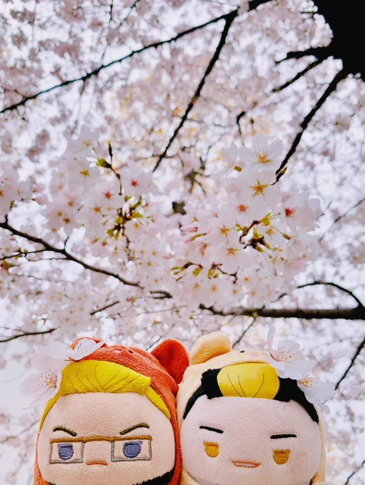 お花を拾ってごきげんのふわふわと満開の桜 