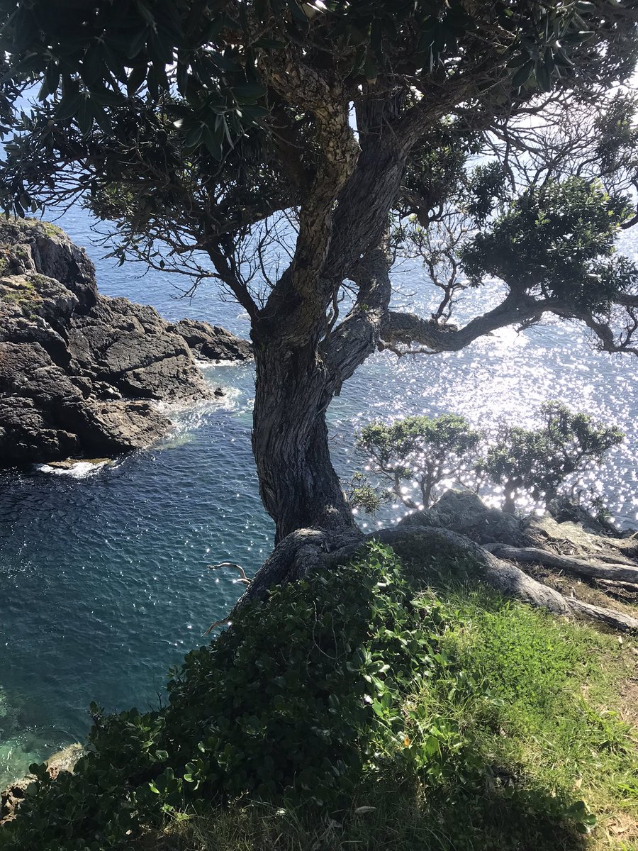 Beautiful pōhutukawa clinging to the cliff’s edge at #Tiritirimatangi island wildlife sanctuary near Auckland. Had the most wonderful two days. #predatorfree #newzealand #nature #pōhutukawa #trees