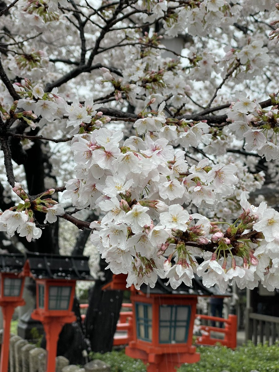 本日の一足。
エアマックスの日という事で🥓
雨の日の中六孫王神社で花見⛩
雨きついけど桜は満開でした🌸