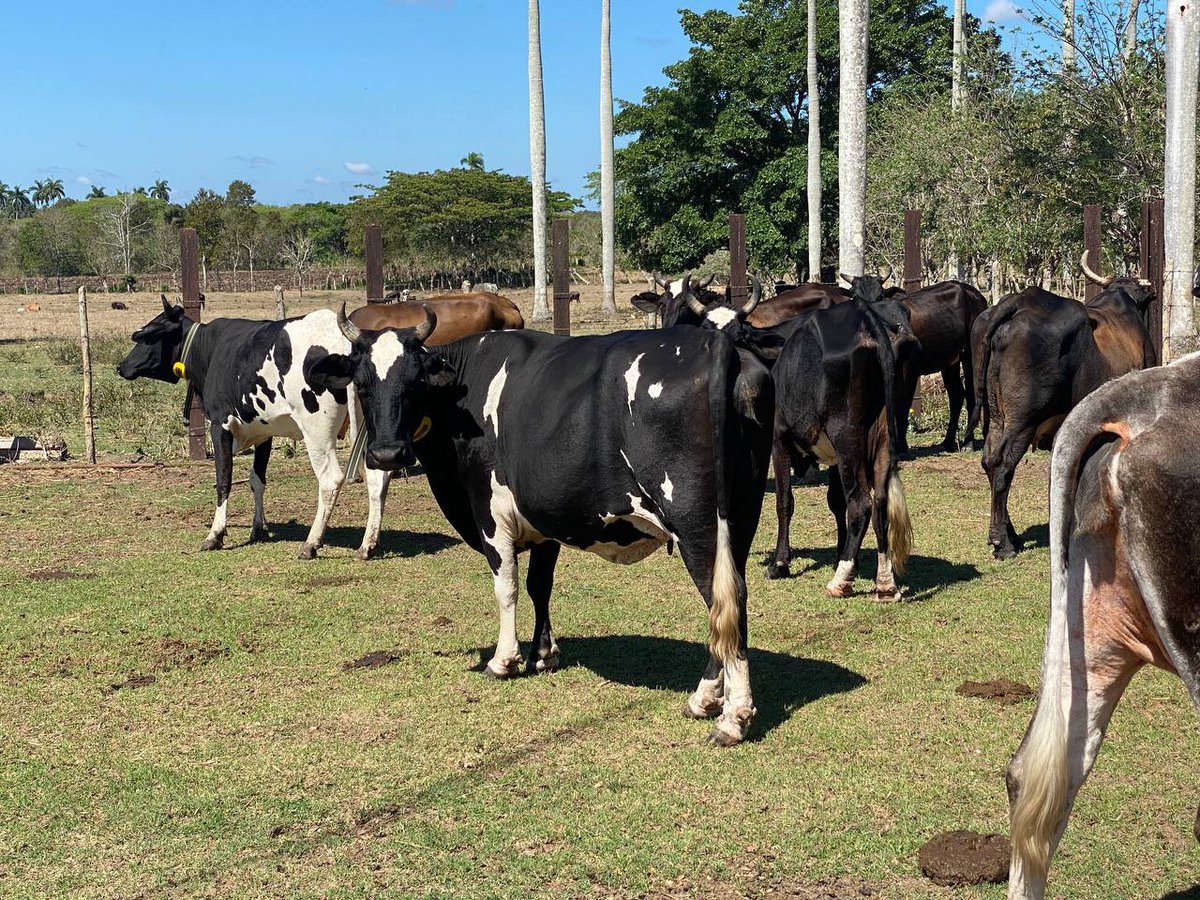 Ognara García García tweet media