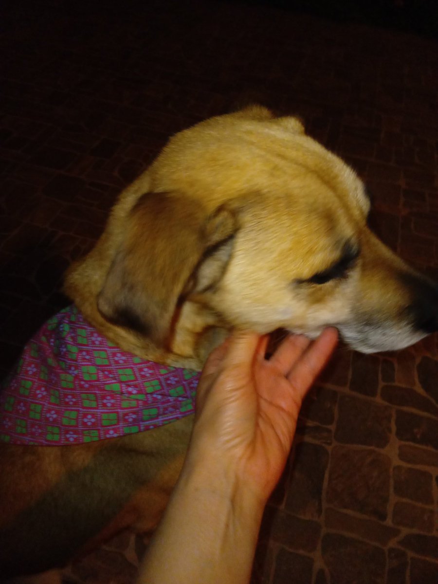 ROXIT1505's tweet photo. @TlalpanVecinos ayúdame a encontrar a su dueño.  La encontré en las calles de San Andres Totoltepec. Trae este collar con pañoleta rosa https://t.co/f24A4kt5LH