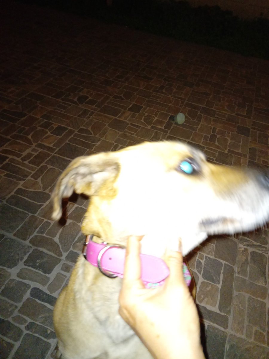 ROXIT1505's tweet photo. @TlalpanVecinos ayúdame a encontrar a su dueño.  La encontré en las calles de San Andres Totoltepec. Trae este collar con pañoleta rosa https://t.co/f24A4kt5LH