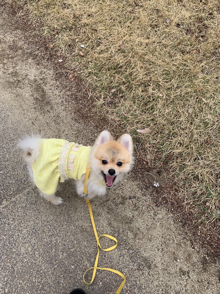 Tan122603's tweet photo. 쿠헤헤 나눈 강아지다 https://t.co/YgZOep9snG