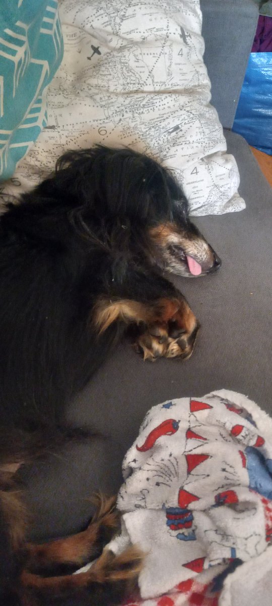 ShopFlipFlo's tweet photo. @rileyisokay AND DOG! https://t.co/U5B65gifAB