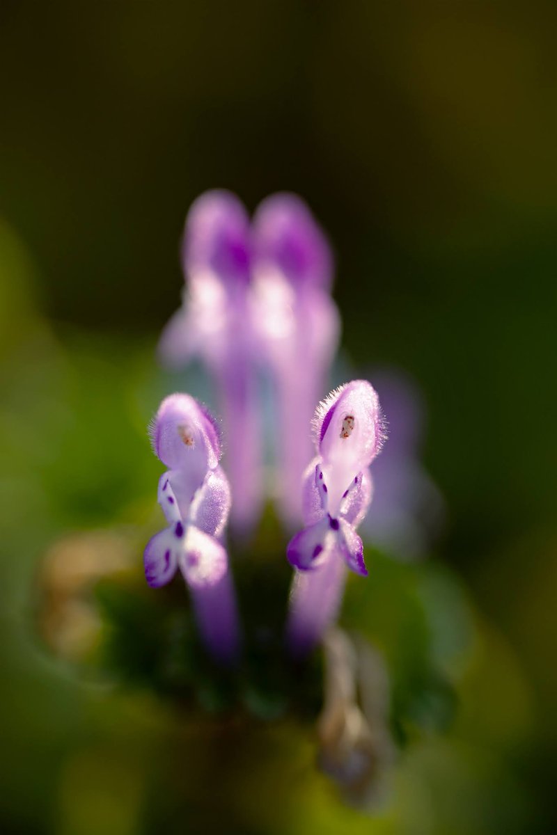 ArukasFoto's tweet photo. ホトケノザ
#マイタムロンレンズ
#タムキュー
#F017 S
#マクロ
#花
#macro
#flower
#flowers
#flower_beauty_pics
#flower_beauties
#japancamera_photo https://t.co/5NiG6TrfLJ