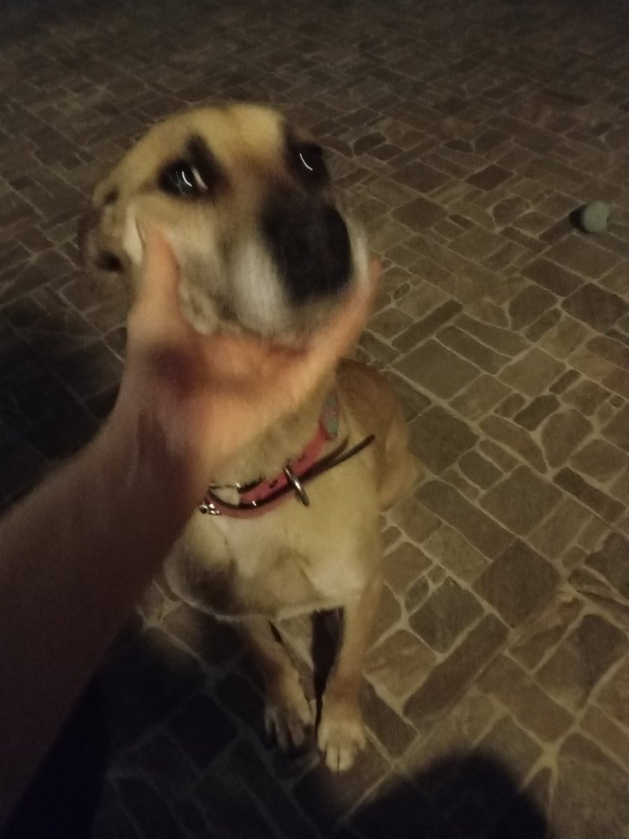 ROXIT1505's tweet photo. @PerrosPerdidos @PrrosPerdidosMX por favor,  la encontré en calles de san Andres totoltepec. Trae pañoleta rosa. No la puedo tener.  Ayudenla a regresar a casa. https://t.co/GeNUtKOGnW