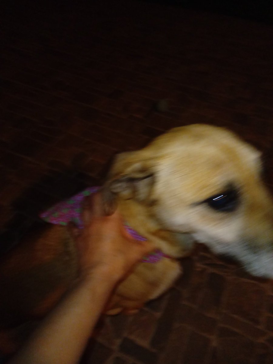 ROXIT1505's tweet photo. @PerrosPerdidos @PrrosPerdidosMX por favor,  la encontré en calles de san Andres totoltepec. Trae pañoleta rosa. No la puedo tener.  Ayudenla a regresar a casa. https://t.co/GeNUtKOGnW
