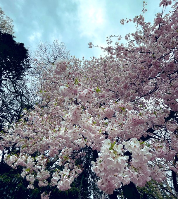 おはようございます。あいにくの冷たい☔️で🌸も震えてそう🥹太陽が恋しいな。#オリスマ　再放送#Flow   #木村さ〜〜