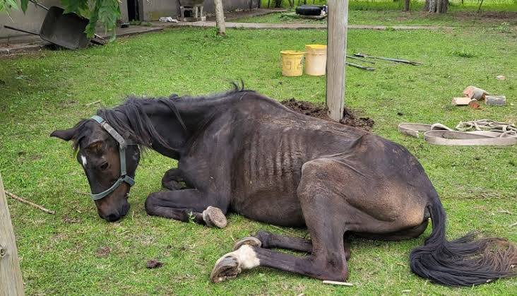 Cuánta maldad puede haber en alguien que deja en ese estado a un animal. Lo peor de todo es que quien lo permite y es responsable de esta crueldad es una autoridad que se supone está para administrar y mejorar un distrito (V.E.S. Lima).
<a href="/VesMuni/">Municipalidad de Villa El Salvador (Oficial)</a> <a href="/MuniLima/">Municipalidad de Lima</a> <a href="/rlopezaliaga1/">Rafael López Aliaga</a>