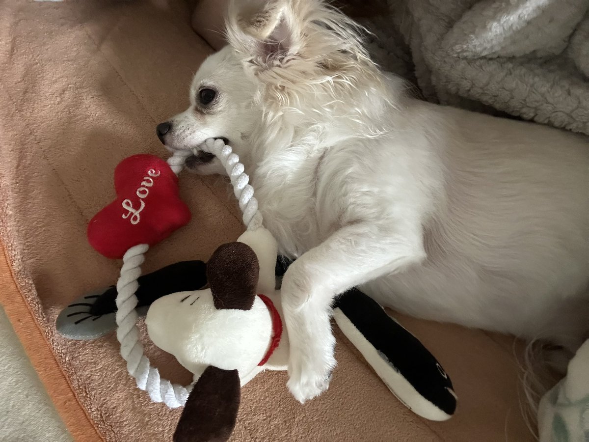 comcomcomg's tweet image. おもちゃと いっしょにねる