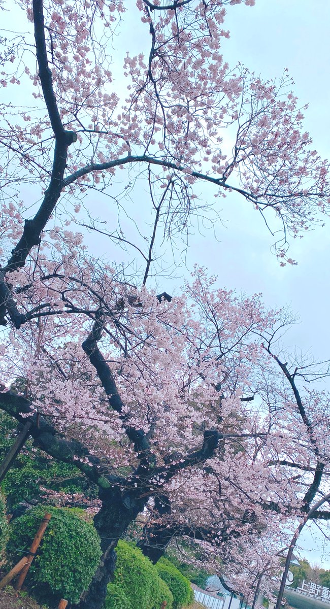 「上野の桜は先週行ったので、満開とは行きませんでしたが今年も綺麗でしたなぁ〜来年は」|ちょり🌸のイラスト