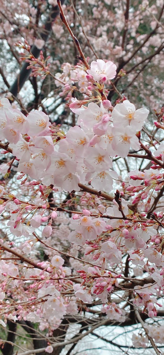 「上野の桜は先週行ったので、満開とは行きませんでしたが今年も綺麗でしたなぁ〜来年は」|ちょり🌸のイラスト