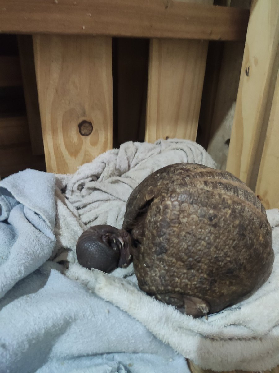 pablo_aon's tweet image. Durante el trabajo con animales en situación de rescate pueden aparecer este tipo de sorpresas. Tatú o Quirquincho bola con su cria de pocas horas de vida. #tucuman #armadillos #noa