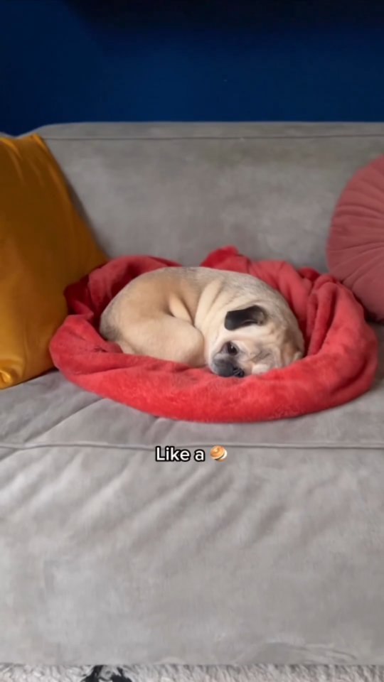 pugloverpublic's tweet photo. Who wants to cheer up this sad little bagel? 🥺🥯 https://t.co/7ehYmitQyj